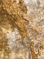 Calothrix