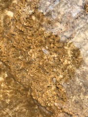 Calothrix