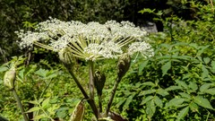Angelica morrisonicola
