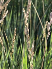 Elymus smithii