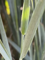 Elymus smithii