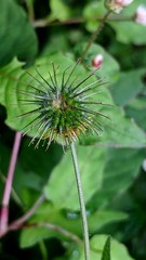 Geum japonicum