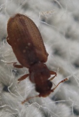 Latridiinae