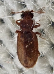Latridiinae