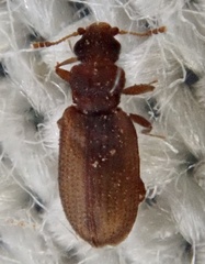 Latridiinae