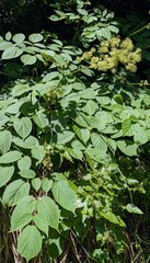 Aralia cordata