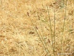 Carex muricata pairae