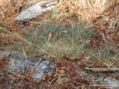 Festuca durandii