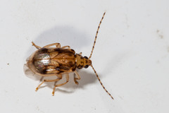 Metrioidea