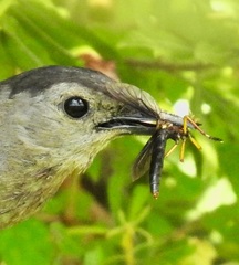 Diogmites platypterus