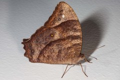 Melanitis leda solandra