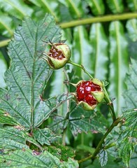 Rubus trianthus