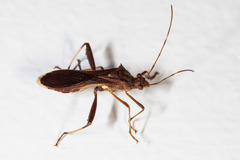 Riptortus annulicornis