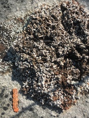 Stereocaulon glaucescens