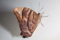 Melanitis leda solandra