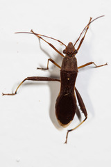 Riptortus annulicornis