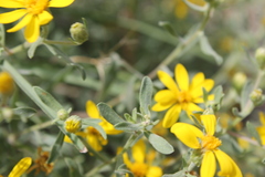 Heterotheca depressa