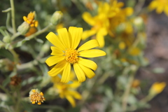 Heterotheca depressa