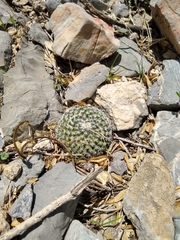 Mammillaria perbella