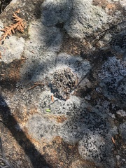 Stereocaulon glaucescens