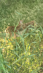 Odocoileus virginianus