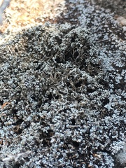 Stereocaulon glaucescens