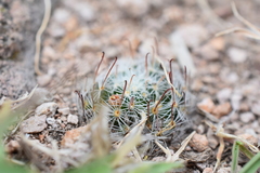 Mammillaria nana