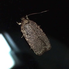 Agonopterix clemensella