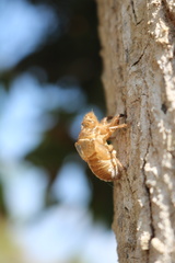 Diceroprocta digueti