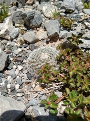 Mammillaria perbella