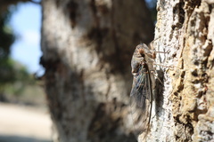 Diceroprocta digueti