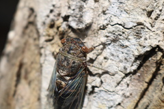 Diceroprocta digueti