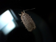 Agonopterix clemensella