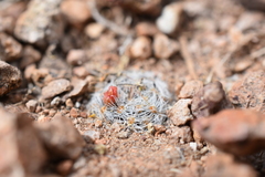 Mammillaria nana