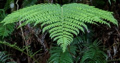 Dryopteris peranema