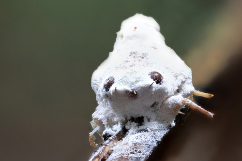 Icing sugar fungus