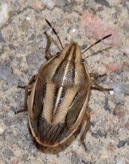 Aelia americana