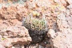 Echinofossulocactus phyllacanthus