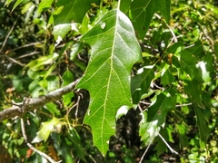 Quercus robusta