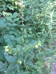 Dasistoma macrophylla