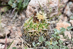 Echinofossulocactus phyllacanthus