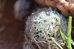 Mammillaria nana