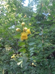 Dasistoma macrophylla