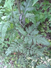 Dasistoma macrophylla