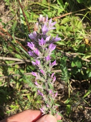 Liatris elegans elegans