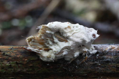 Beauveria bassiana image