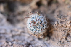 Mammillaria nana