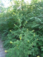 Dasistoma macrophylla