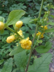 Dasistoma macrophylla