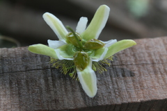 Passiflora bicornis
